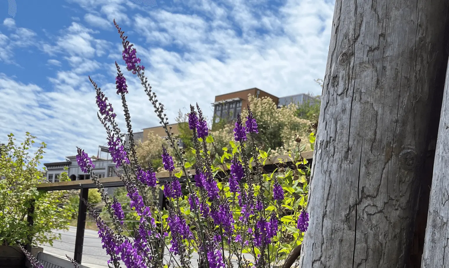 Flowers and pole on Orcas Island, WA